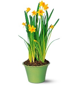 Daffodil Plant